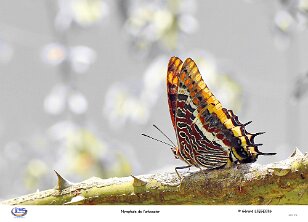 Nymphale de l'arbousier null