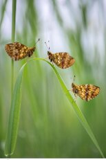 Rencontre au sommet ! null