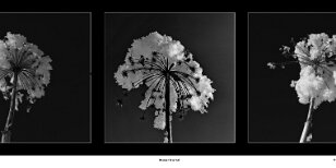 Bouquet hivernal null