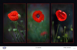 les coquelicots null