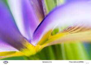 Quintessence d'iris null