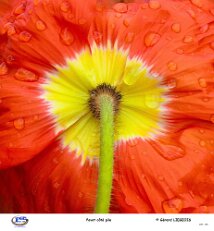 Pavot côté pile null