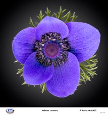 anémone coronaria null