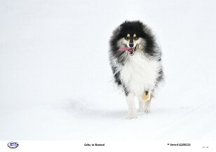 Colley de Bonneval null