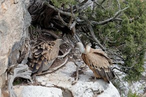vautours Fauve au rocher du Caire