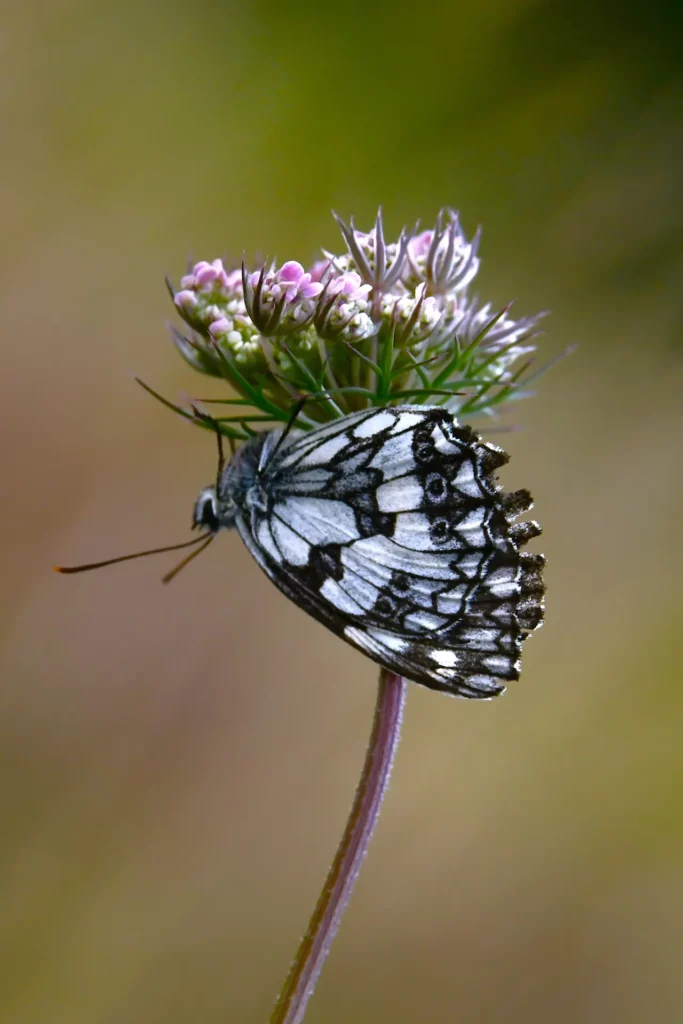 Demi-deuil - Sandra ZORA